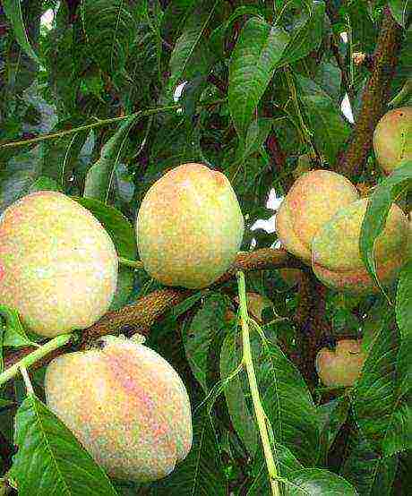 peach the best varieties of Ukraine