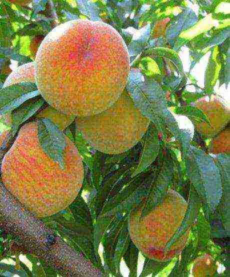 peach the best varieties of Ukraine