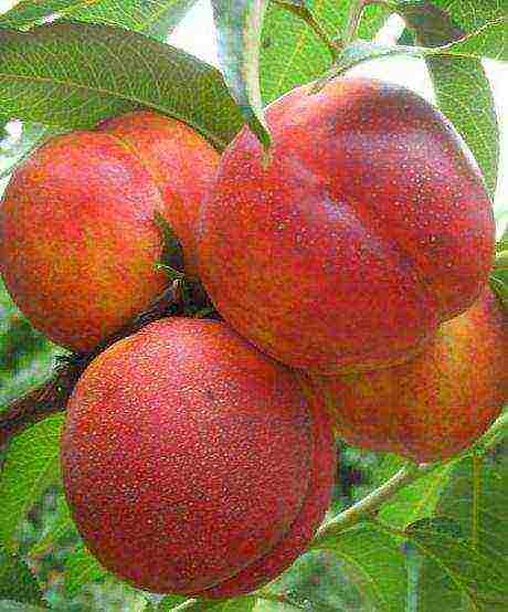 peach the best varieties of Ukraine