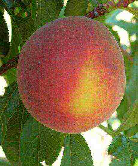 peach the best varieties of Ukraine