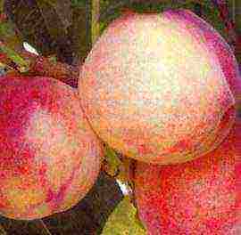 peach varieties best varieties