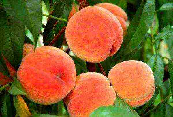 peach varieties the best varieties