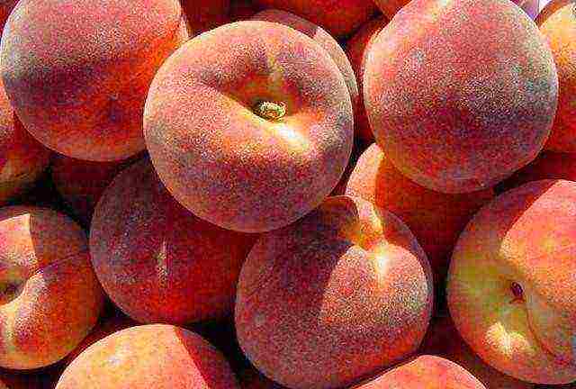 pinakamahusay na mga varieties ng peach