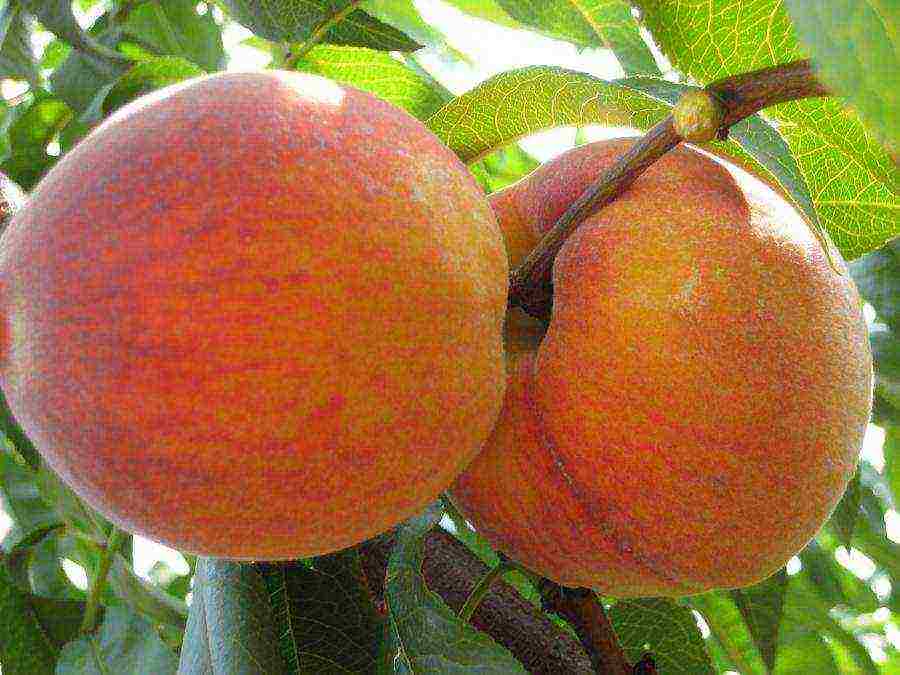 pinakamahusay na mga varieties ng peach