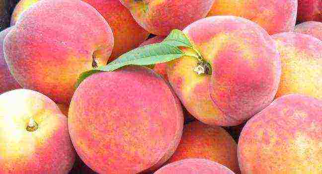 pinakamahusay na mga varieties ng peach