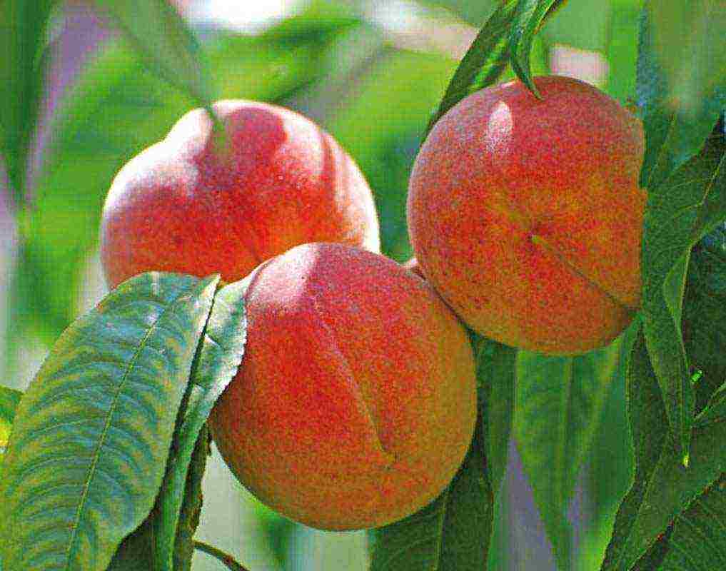 pinakamahusay na mga varieties ng peach