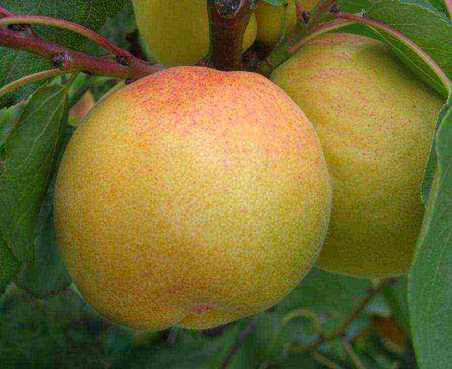 pinakamahusay na mga varieties ng peach