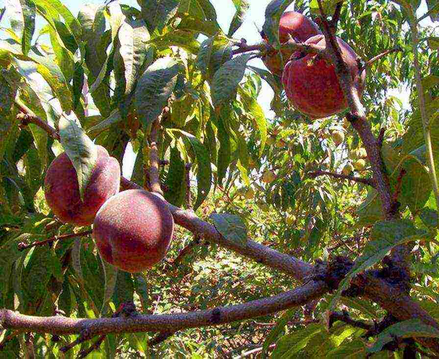 pinakamahusay na mga varieties ng peach