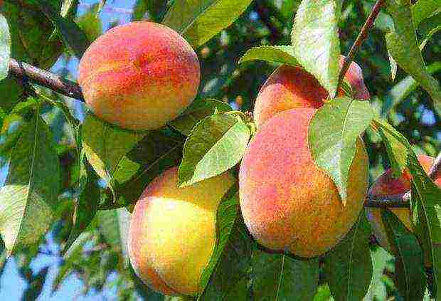 peach varieties the best varieties