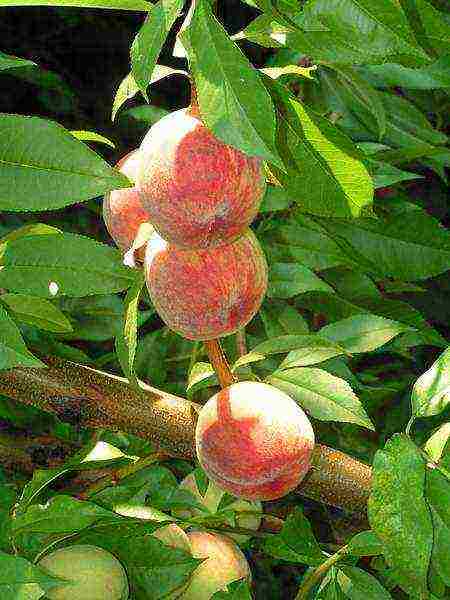 peach varieties best varieties