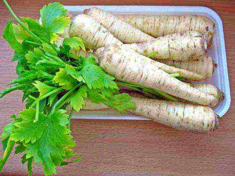 parsley planting with lime and outdoor care