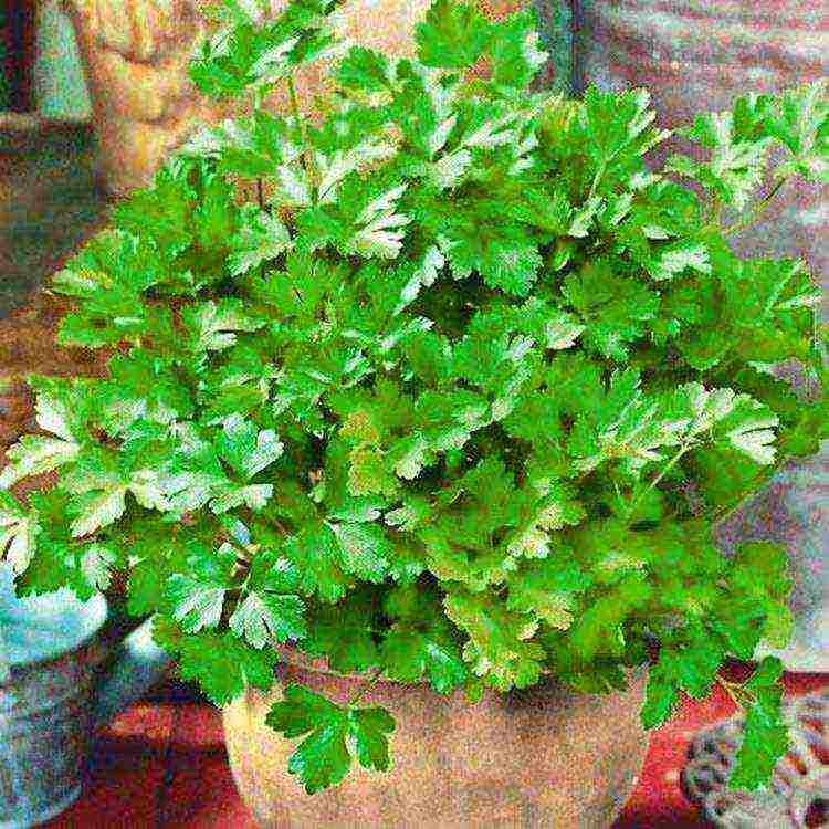 parsley planting with lime and outdoor care