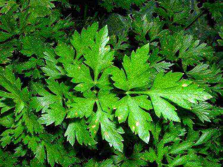 parsley planting with lime and outdoor care