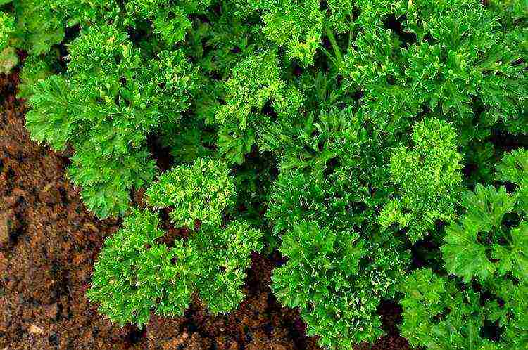 parsley planting with lime and outdoor care