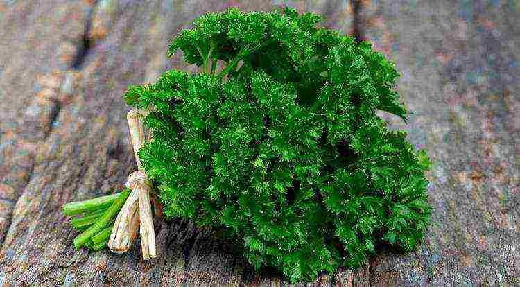 parsley planting with lime and outdoor care