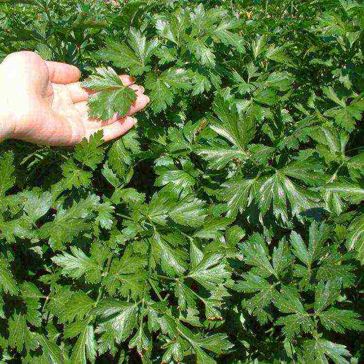 parsley planting with lime and outdoor care