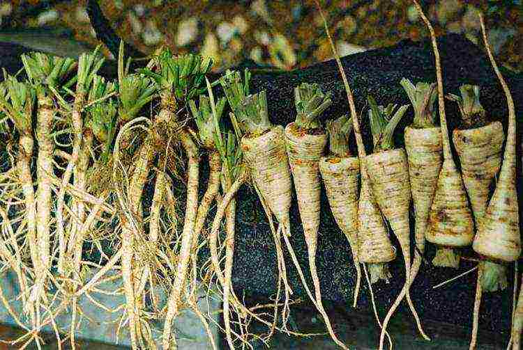 parsley planting with lime and outdoor care