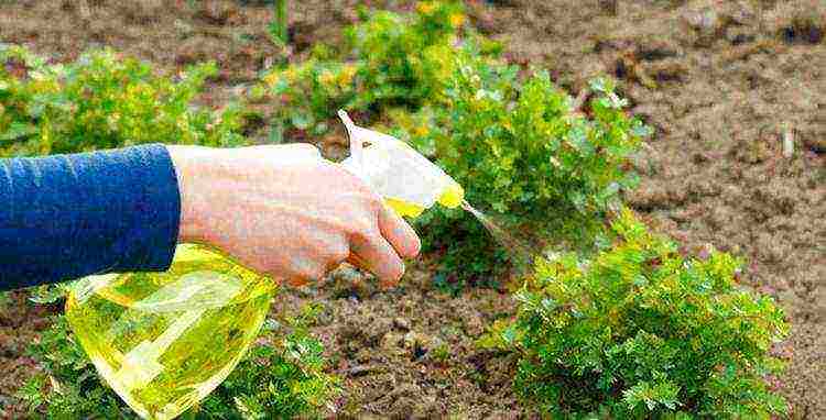 parsley planting with lime and outdoor care