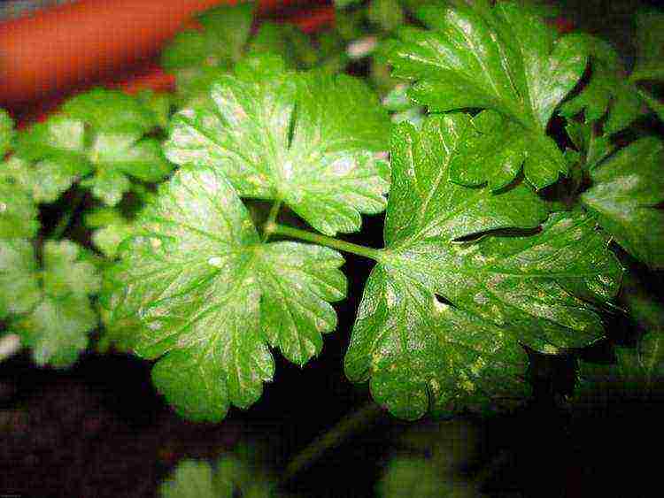 parsley planting with lime and outdoor care