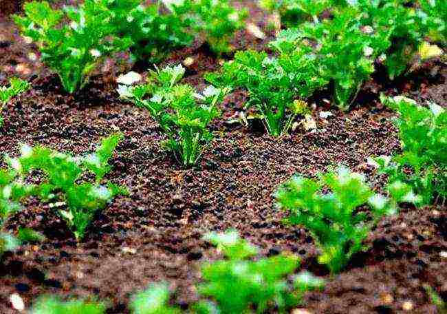 parsley planting with lime and outdoor care