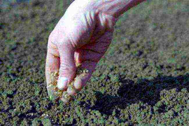 parsley planting with lime and outdoor care