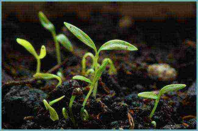 parsley planting with lime and outdoor care