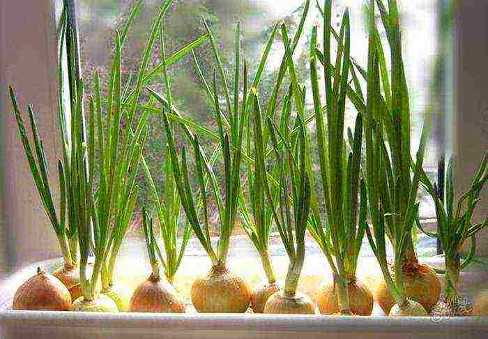 parsley dill cilantro on the windowsill how to grow