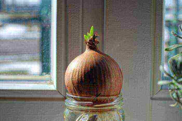 parsley dill cilantro on the windowsill how to grow