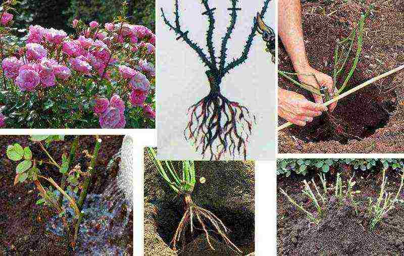 peony tree planting and care in the open field in siberia