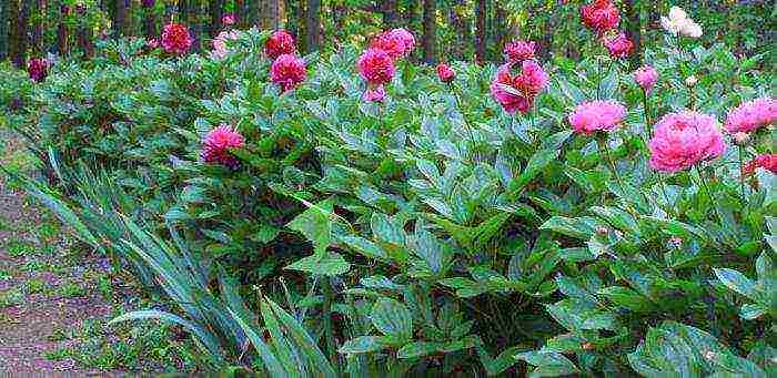 pagtatanim ng puno ng peony ng mga binhi at pangangalaga sa bukas na bukid