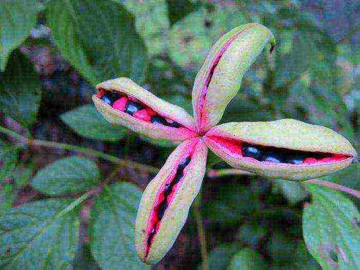 pagtatanim ng puno ng peony ng mga binhi at pangangalaga sa bukas na bukid