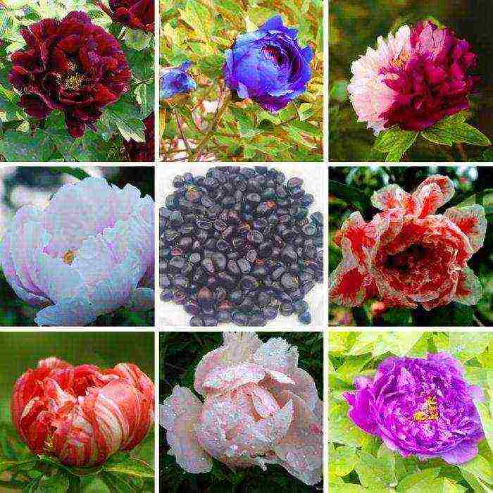 pagtatanim ng puno ng peony ng mga binhi at pangangalaga sa bukas na bukid