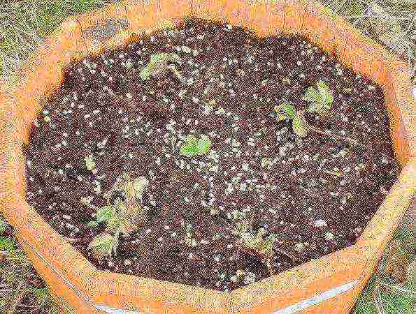 peony tree planting by seeds and care in the open field