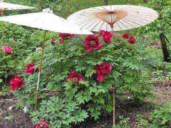 pagtatanim ng peony at pangangalaga sa bukas na bukid sa Urals