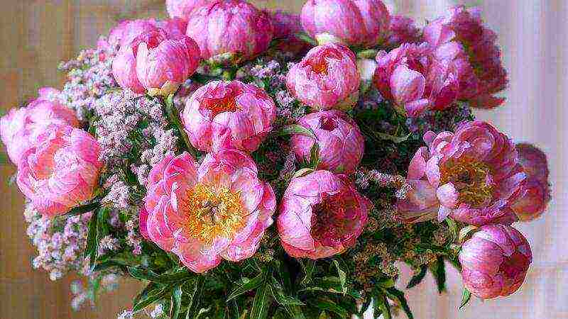 peony planting and care in the open field in the Urals