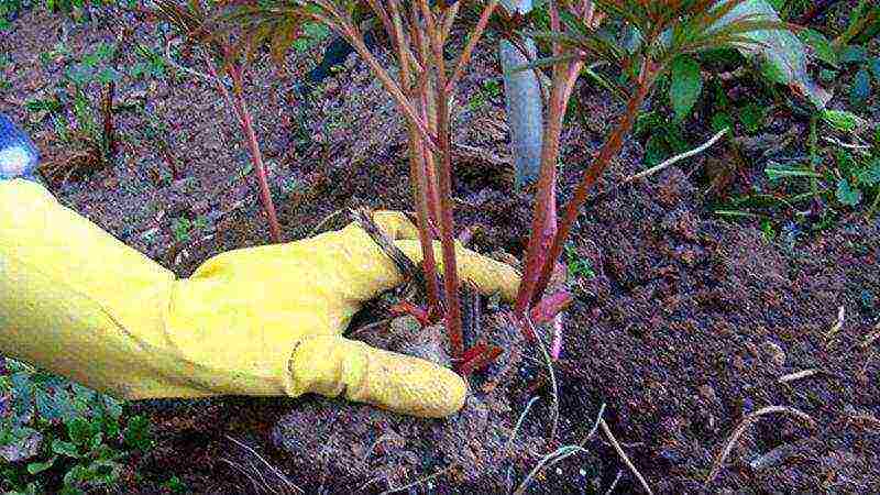 peony planting and care in the open field in the Urals