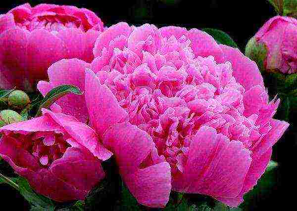 peony planting and care in the open field in the Urals