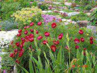 peony thin-leaved terry planting and care in the open field