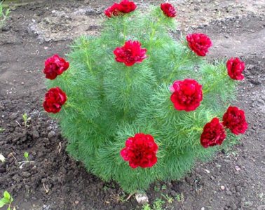 peony thin-leaved terry planting and care in the open field