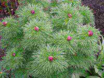 peony manipis na-leaved terry pagtatanim at pag-aalaga sa bukas na bukid