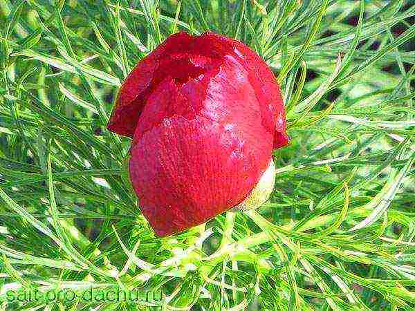 peony thin-leaved terry planting and care in the open field