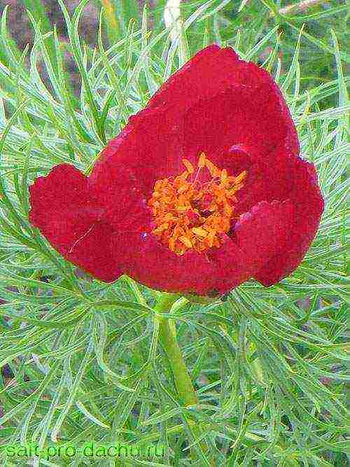 peony thin-leaved terry planting and care in the open field