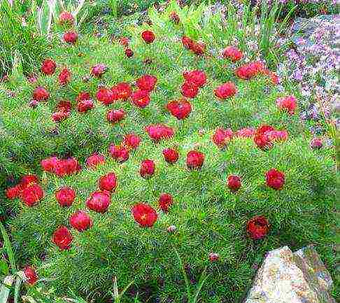 peony thin-leaved terry planting and care in the open field