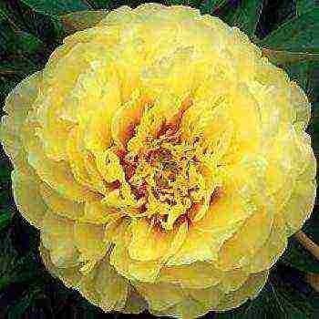 herbaceous peony best varieties