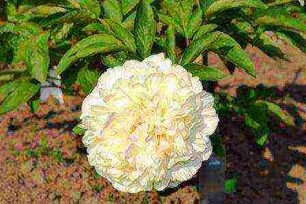 herbaceous peony best varieties