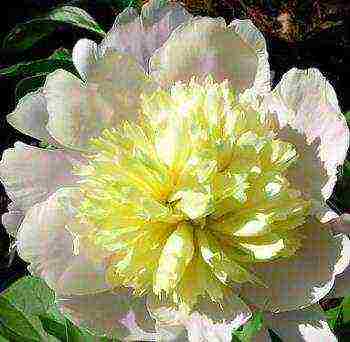 herbaceous peony best varieties