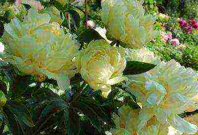 herbaceous peony best varieties