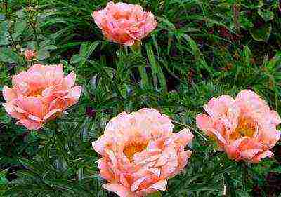 herbaceous peony best varieties