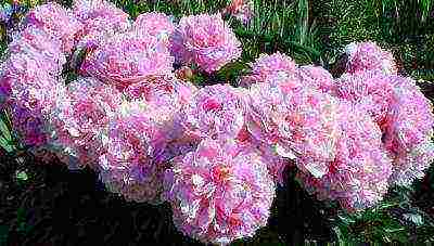 herbaceous peony best varieties