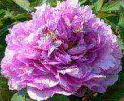 herbaceous peony best varieties